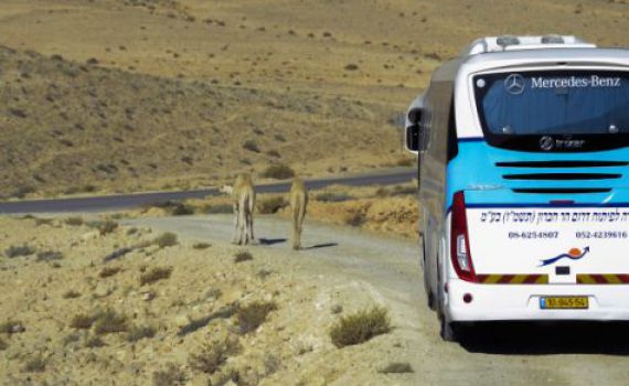 משרד החינוך פועל לפתירת בעיית הטרמפים ביו"ש