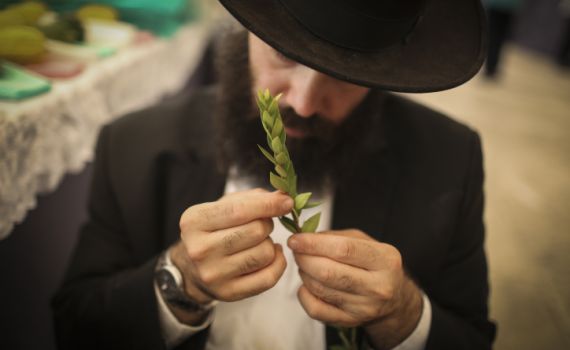 ולקחתם: ירושלים מתכוננת לסוכות > תיעוד