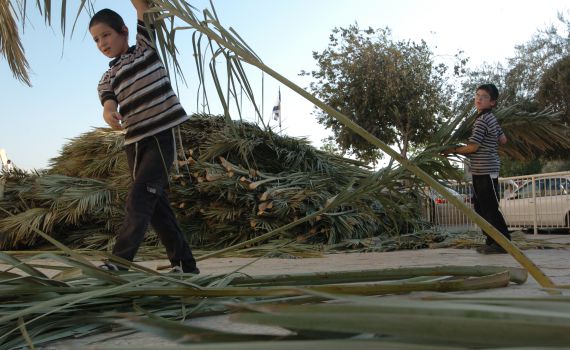 סכך בחינם: רשימת מוקדי חלוקת סכך בכל הארץ