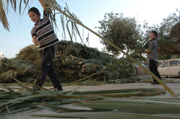 סכך בחינם: רשימת מוקדי חלוקת סכך בכל הארץ