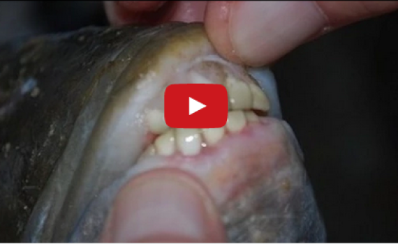 נדיר: דג עם שיני אדם