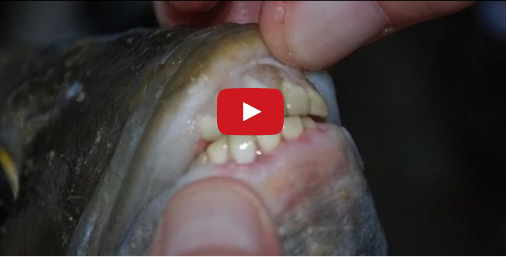 נדיר: דג עם שיני אדם