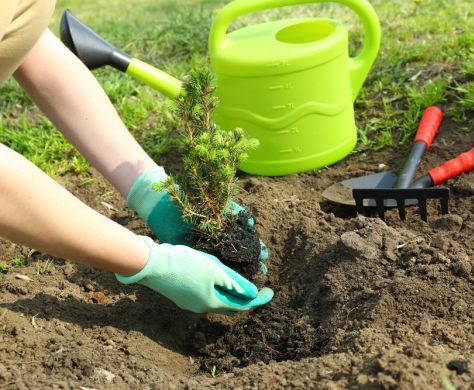 מי מפחד מקדושת שביעית?