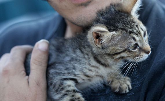 "החוק לעיקור בעלי חיים יגרום סבל מיותר"
