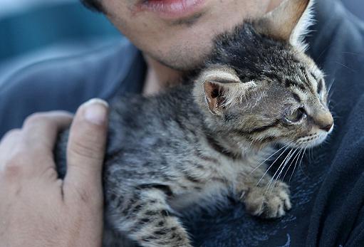 "החוק לעיקור בעלי חיים יגרום סבל מיותר"