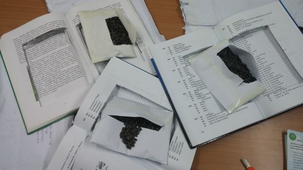 נסיון הברחה: זרעי חמניות הוחבאו בספרים