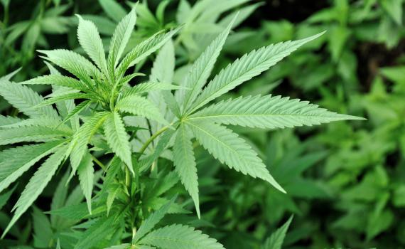 הלוחמת נגד הרבנות נתפסה מגדלת קנאביס