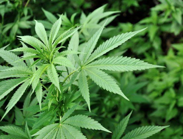 הלוחמת נגד הרבנות נתפסה מגדלת קנאביס