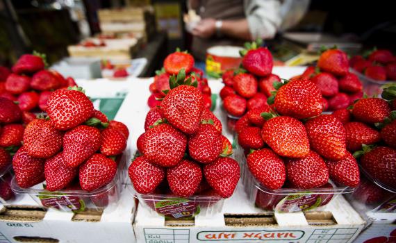 הדרכה הלכתית: איך מנקים תותים מחרקים?