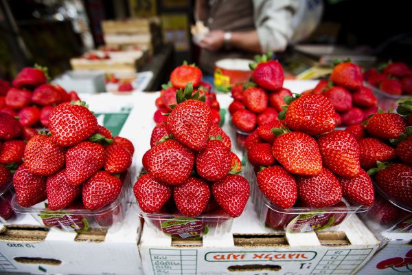הדרכה הלכתית: איך מנקים תותים מחרקים?