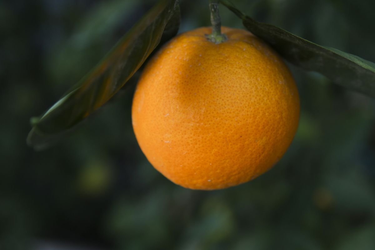 סיפור מרגש לט"ו בשבט: מעשה בתפוז בניכר