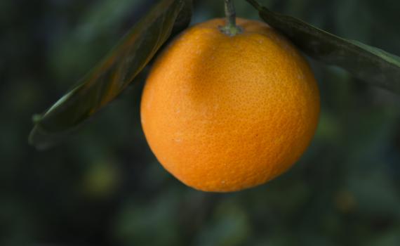 סיפור מרגש לט"ו בשבט: מעשה בתפוז בניכר