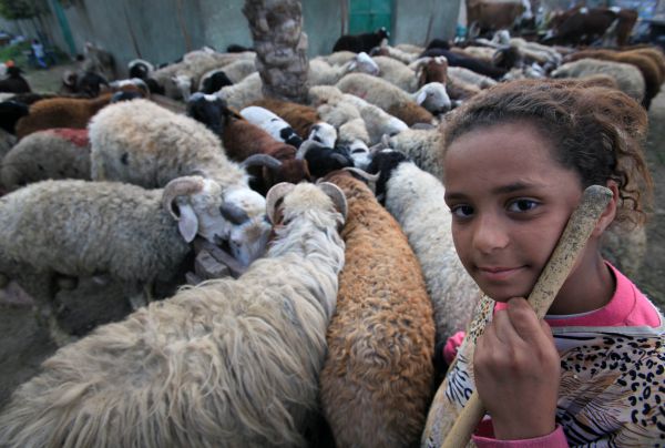 על האכזריות של בני האדם שאסרו לשחוט כבשים