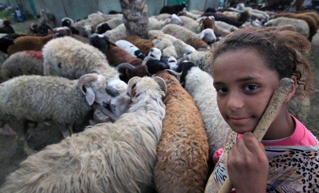  על האכזריות של בני האדם שאסרו לשחוט כבשים