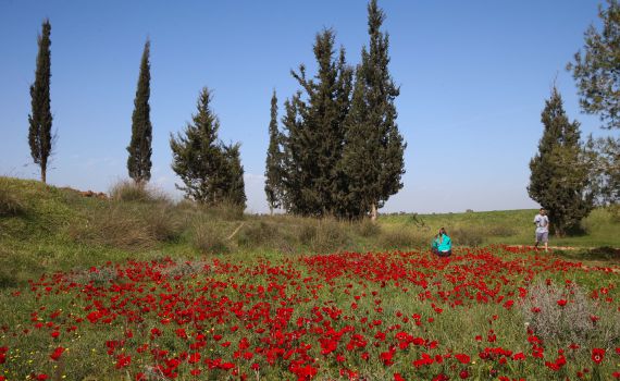 מסלול לט"ו בשבט: כלניות ורקפות במרכז הארץ