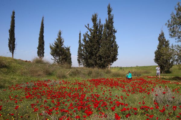 מסלול לט"ו בשבט: כלניות ורקפות במרכז הארץ