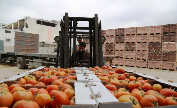 חנויות השמיטה החרדיות קונות ירקות מהחמאס