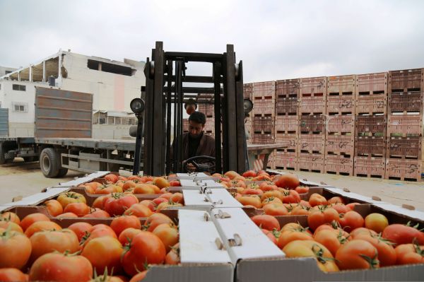 חנויות השמיטה החרדיות קונות ירקות מהחמאס