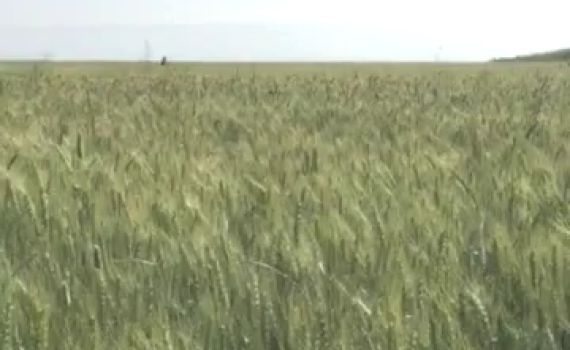 צפו: מרדף משטרתי לכד שב"חים בתוך שדה חיטה