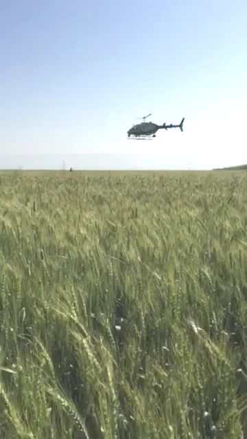 צפו: מרדף משטרתי לכד שב"חים בתוך שדה חיטה