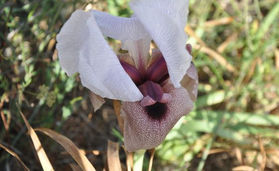 אירוס השומרון הנדיר החל לפרוח. אל תפספסו