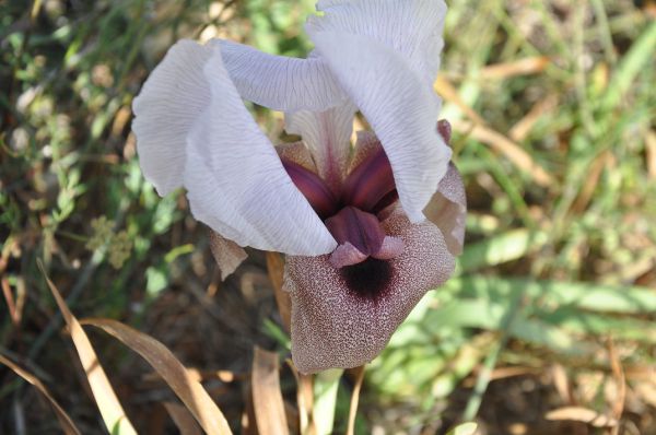 אירוס השומרון הנדיר החל לפרוח. אל תפספסו