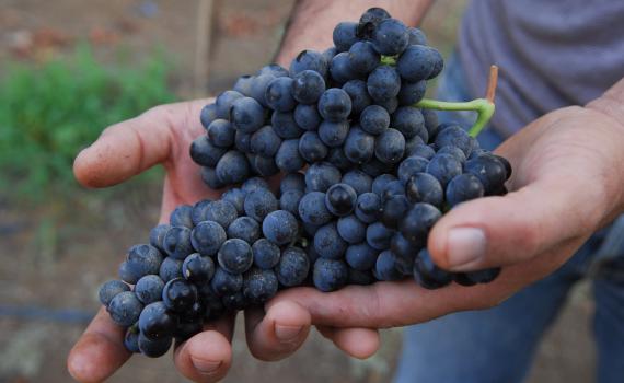 תזכורת: שתי מצוות חשובות לפני החג