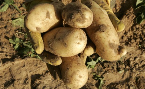 כיצד לבחור תפוח אדמה מתאים לקומזיץ?