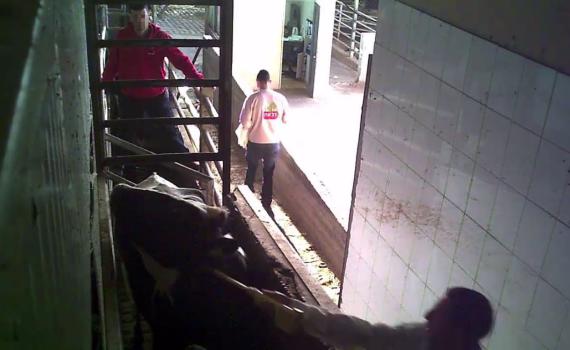 איך אתם ממשיכים לחשוב שהבשר כשר?