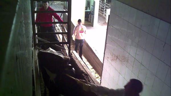 איך אתם ממשיכים לחשוב שהבשר כשר?