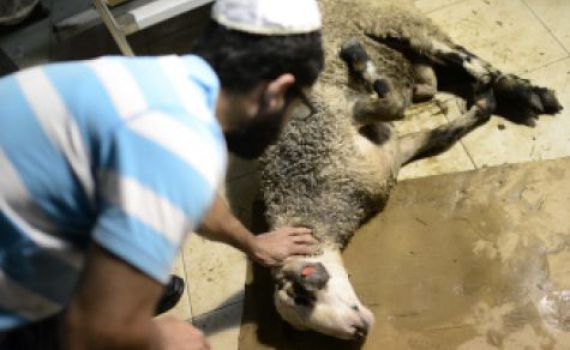 איפה הרבנים כשמדובר בהלכות צער בעלי חיים?