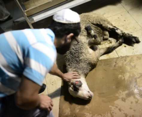 איפה הרבנים כשמדובר בהלכות צער בעלי חיים?