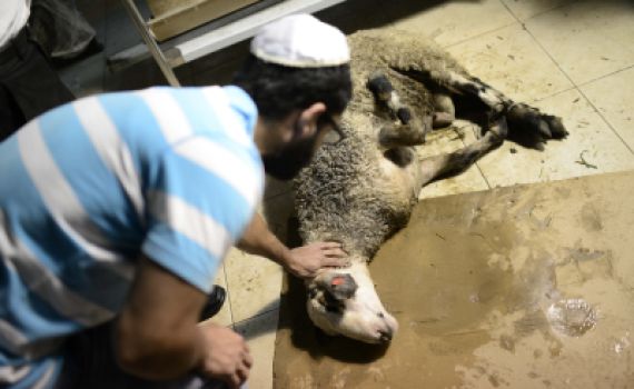 הרבנות תבדוק את התנהלות משחטת דבאח
