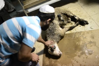 הרבנות תבדוק את התנהלות משחטת דבאח