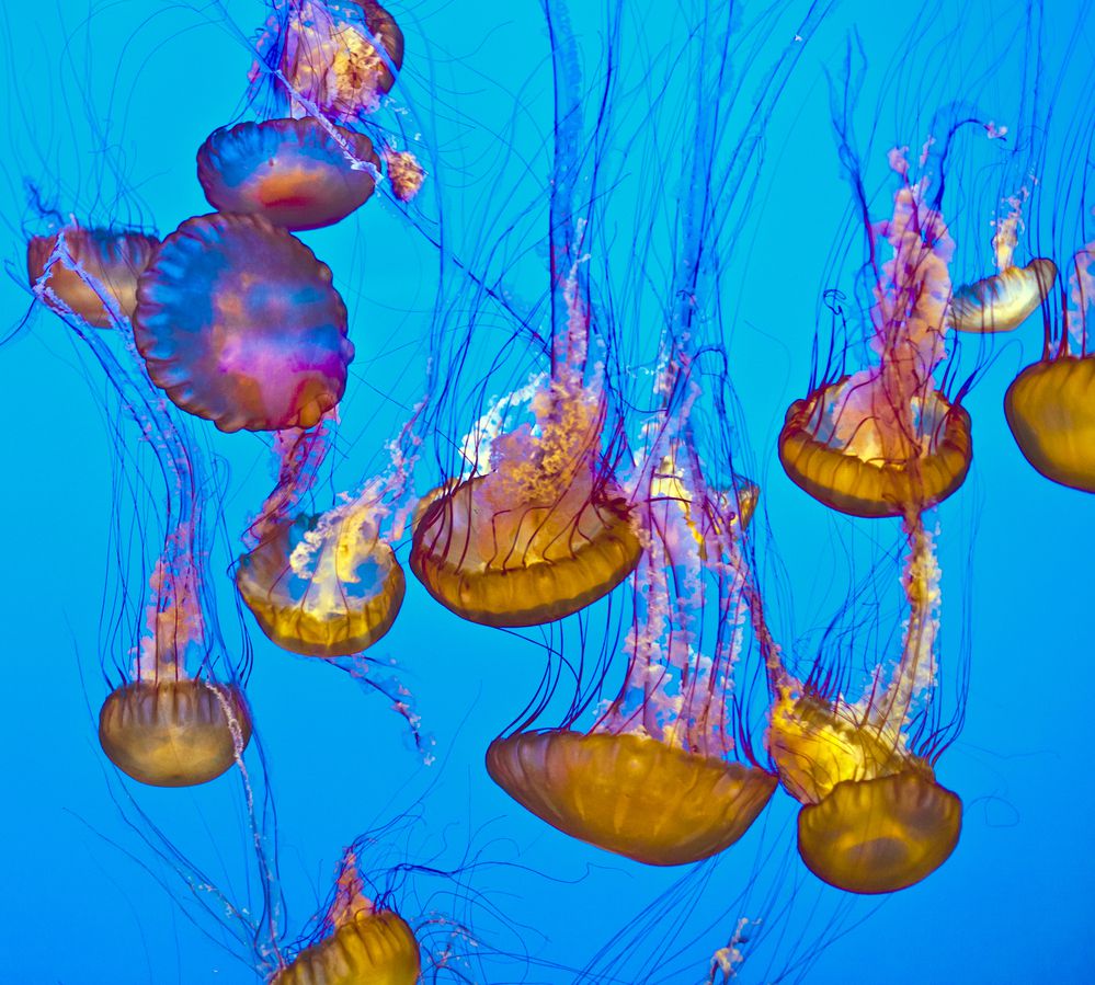 מרהיב אך מסוכן: מדוזה מיפן פלשה לחופי ישראל