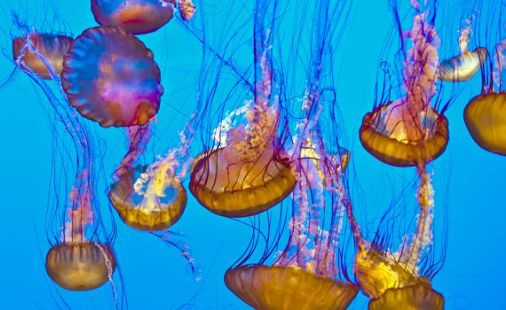 מרהיב אך מסוכן: מדוזה מיפן פלשה לחופי ישראל