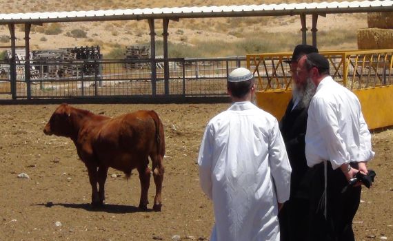 בדרך לגאולה: מדענים יוצרים פרה אדומה