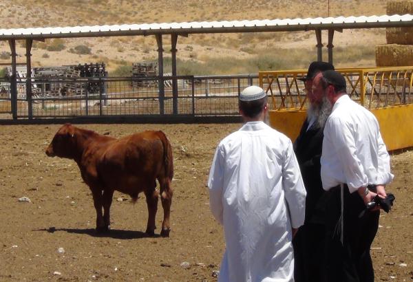 בדרך לגאולה: מדענים יוצרים פרה אדומה