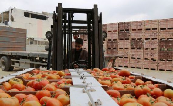 חרדים? גם דתיים לאומיים 'חוטאים' ביבול נוכרי