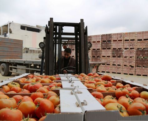 חרדים? גם דתיים לאומיים 'חוטאים' ביבול נוכרי