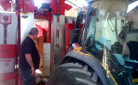 בגרמא: כך בוצרים ענבים בהיתר בשנת השמיטה