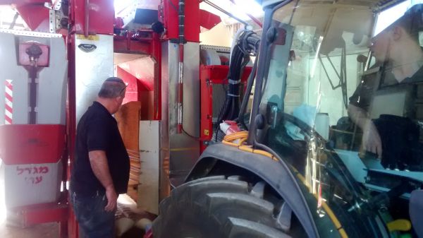 בגרמא: כך בוצרים ענבים בהיתר בשנת השמיטה