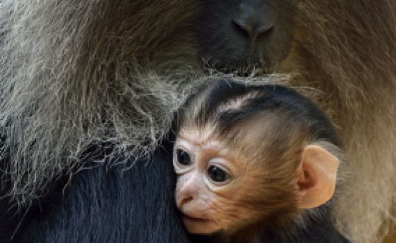 'מוצא קוף המקוק-יהודים שנענשו על חילול שבת'