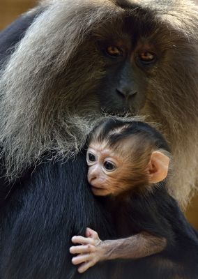 'מוצא קוף המקוק-יהודים שנענשו על חילול שבת'