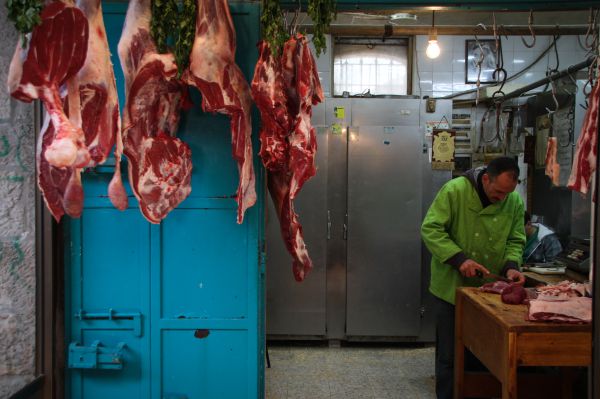 אם הרב קוק היה חי היום, הוא היה צמחוני?