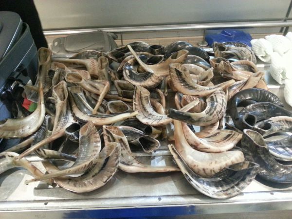 נתב"ג: סוכלה הברחת 53 שופרות ו-40 אתרוגים