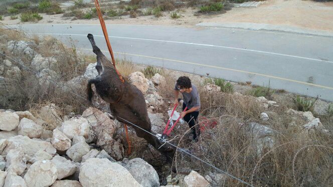 החמור שאילץ יהודים ופלסטינים לשתף פעולה