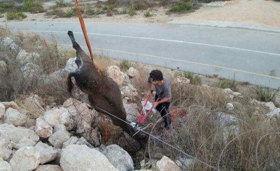 החמור שאילץ יהודים ופלסטינים לשתף פעולה