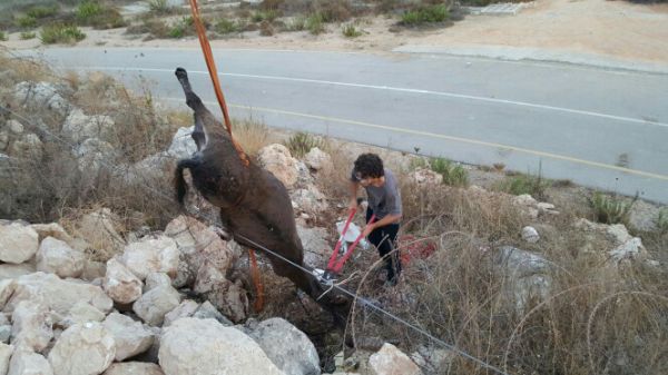 החמור שאילץ יהודים ופלסטינים לשתף פעולה