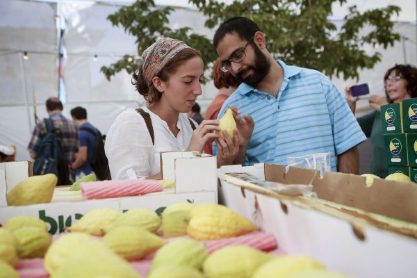 ארבעת המינים במוצאי השמיטה, על מה צריך להקפיד?